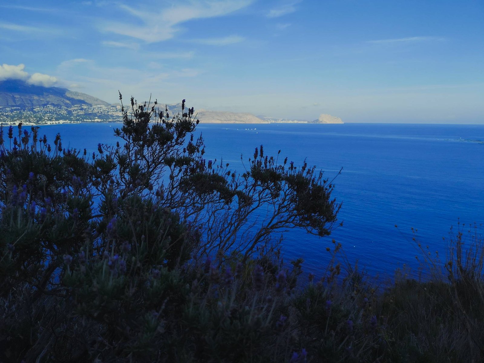 Flora on the sunny side of Serra Gelada, Spain