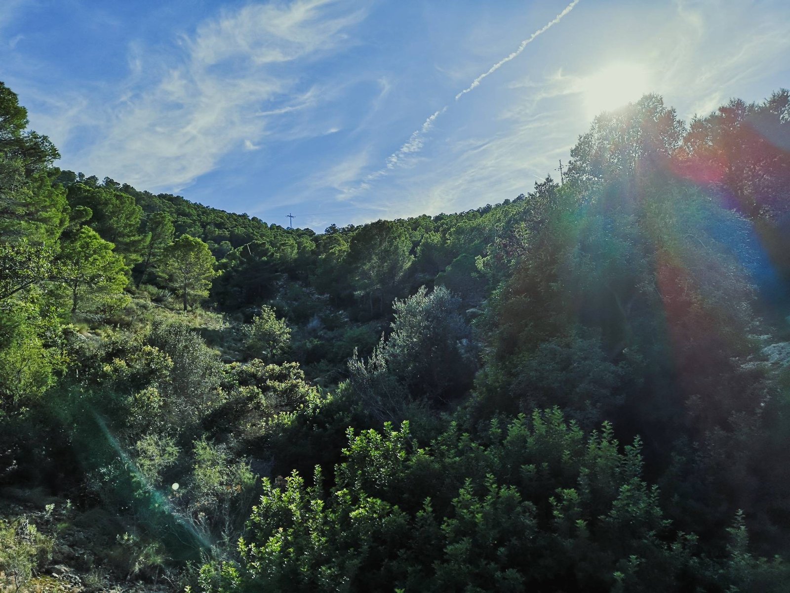 Flora in Camino del Faro, Serra Gelada, Spain