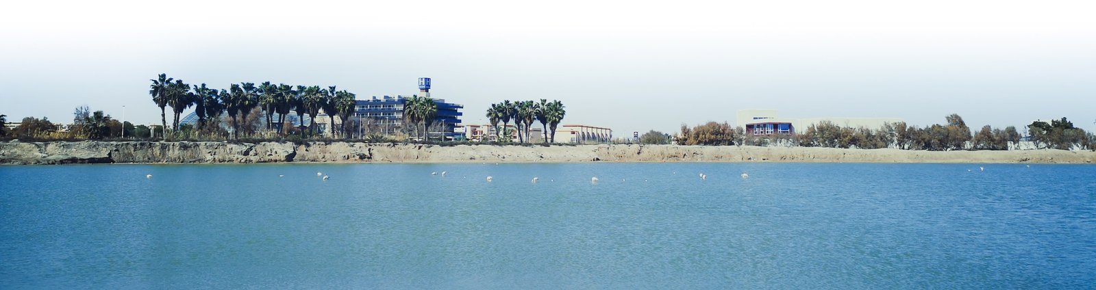 Flamingos in Salindas de San Pedro del Pinatar, Spain