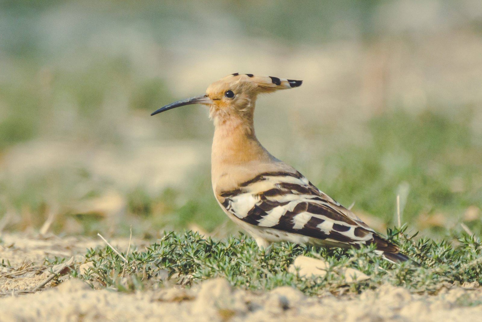 Common_Hoopoe_Upupa_Epops_31_cm-2