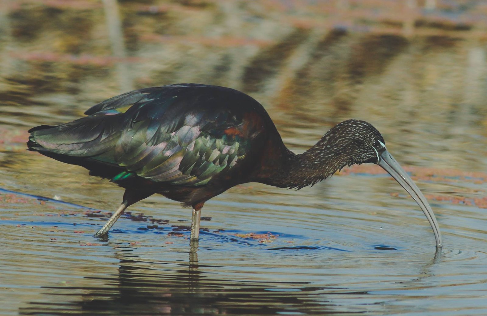 Glossy Ibis, Plegadis falcinellus at Marievale Nature Reserve, G