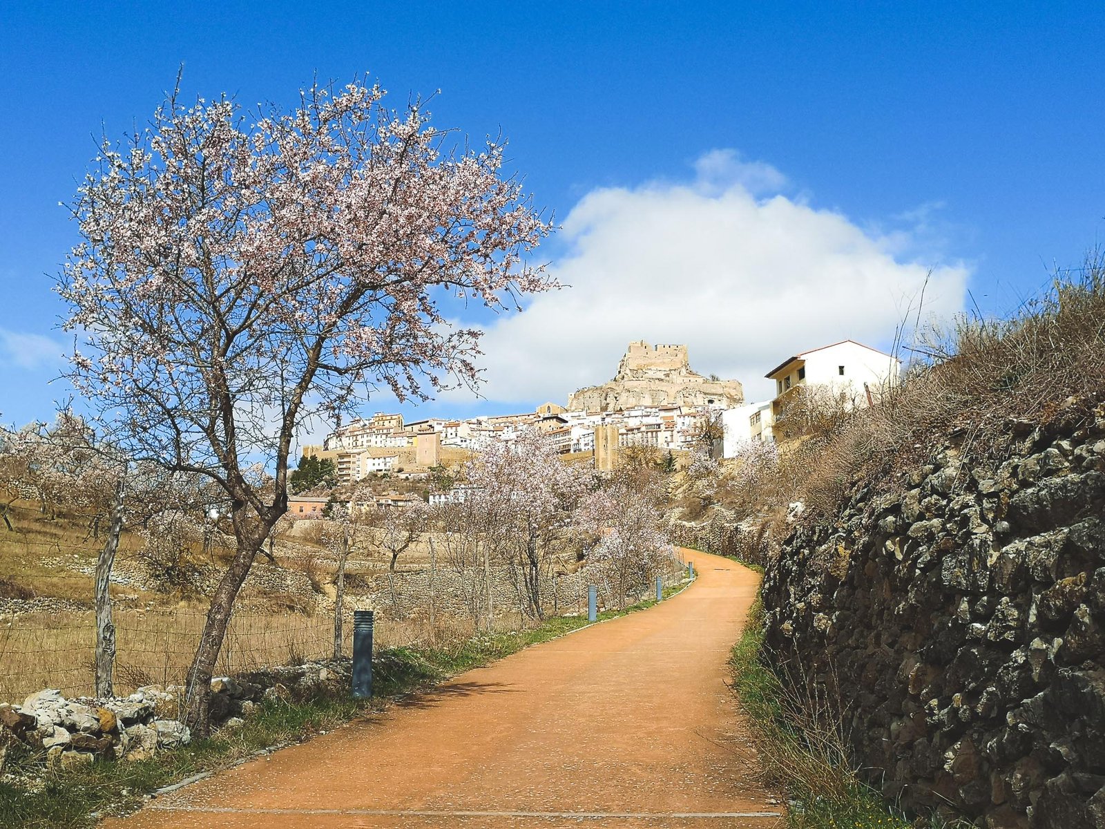 Almonds around Morella, Spain