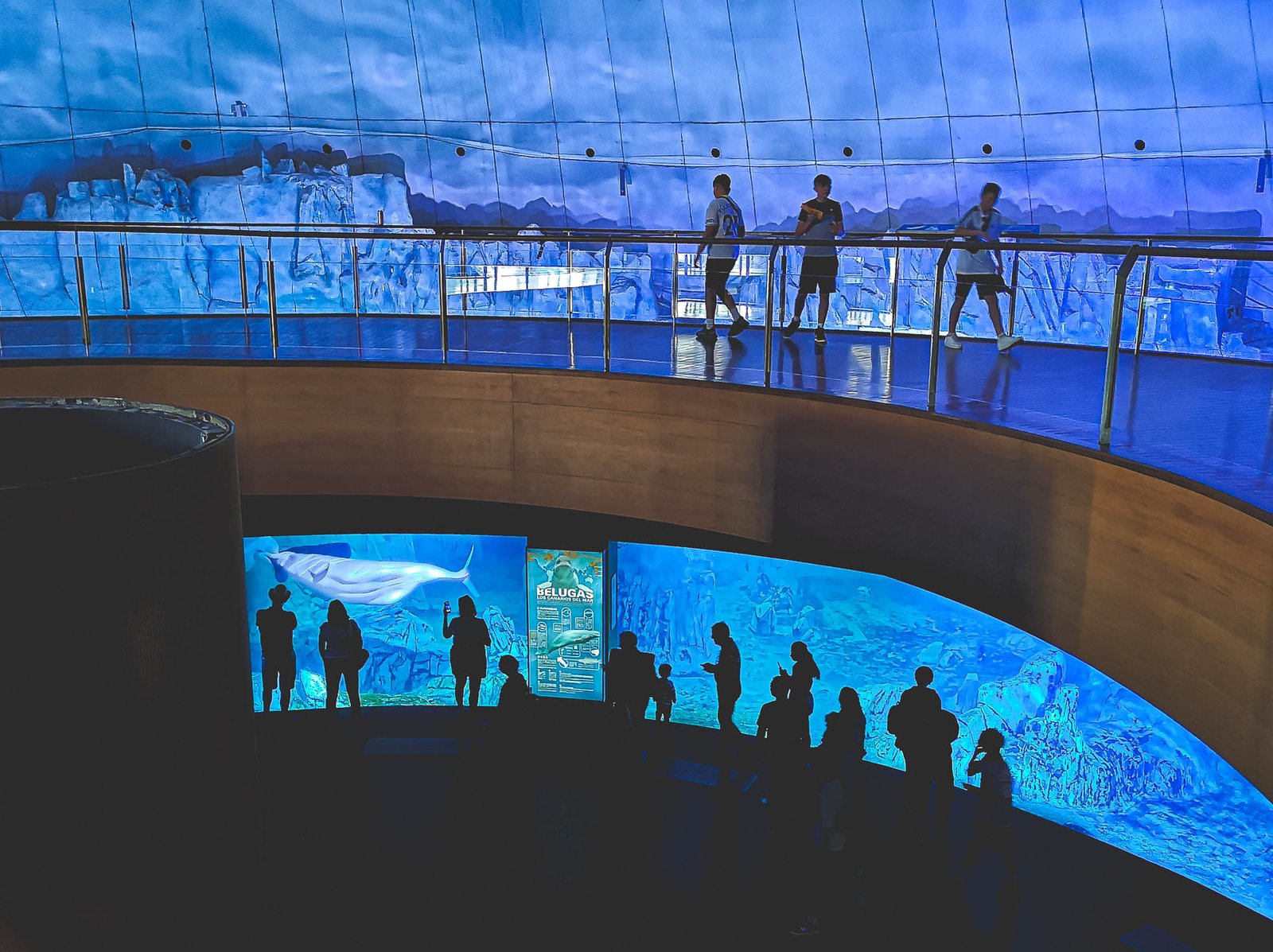 The arctic exhibit with Beluga Whales in the Oceanographic in Valencia, Spain