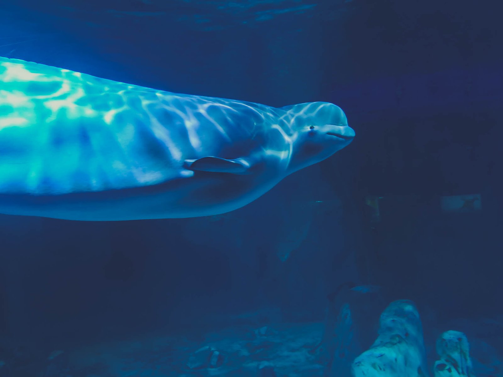 Beluga whale in the Arctic exhibit of Oceanographic of Valencia, Spain