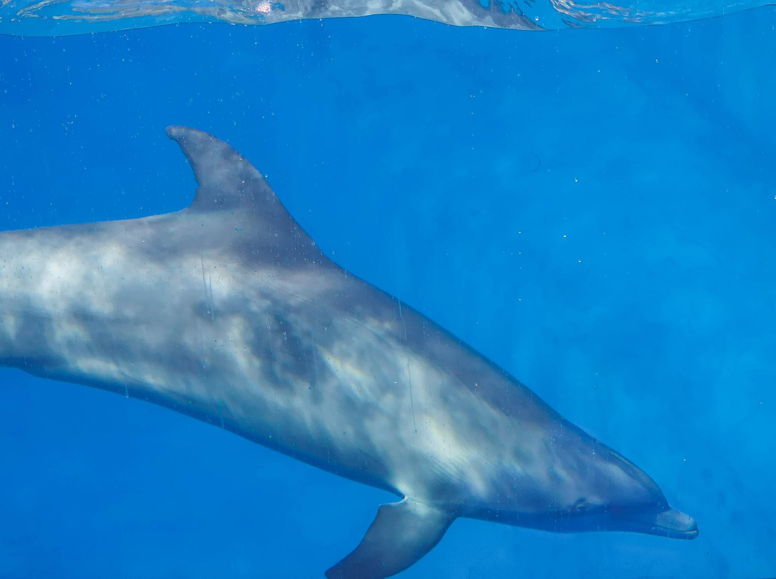 Bottlenose Dolphin in the Oceanographic in Valencia, Spain