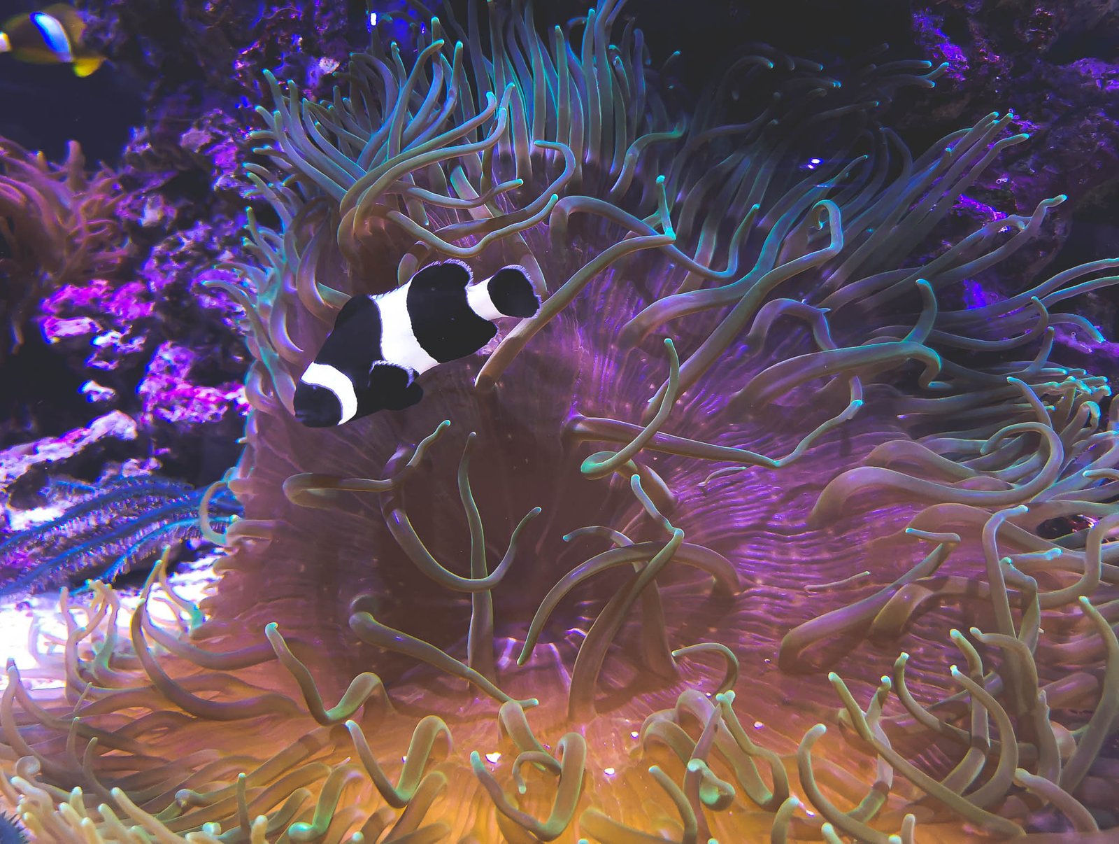 Black Clownfish in Oceanographic in Valencia, Spain