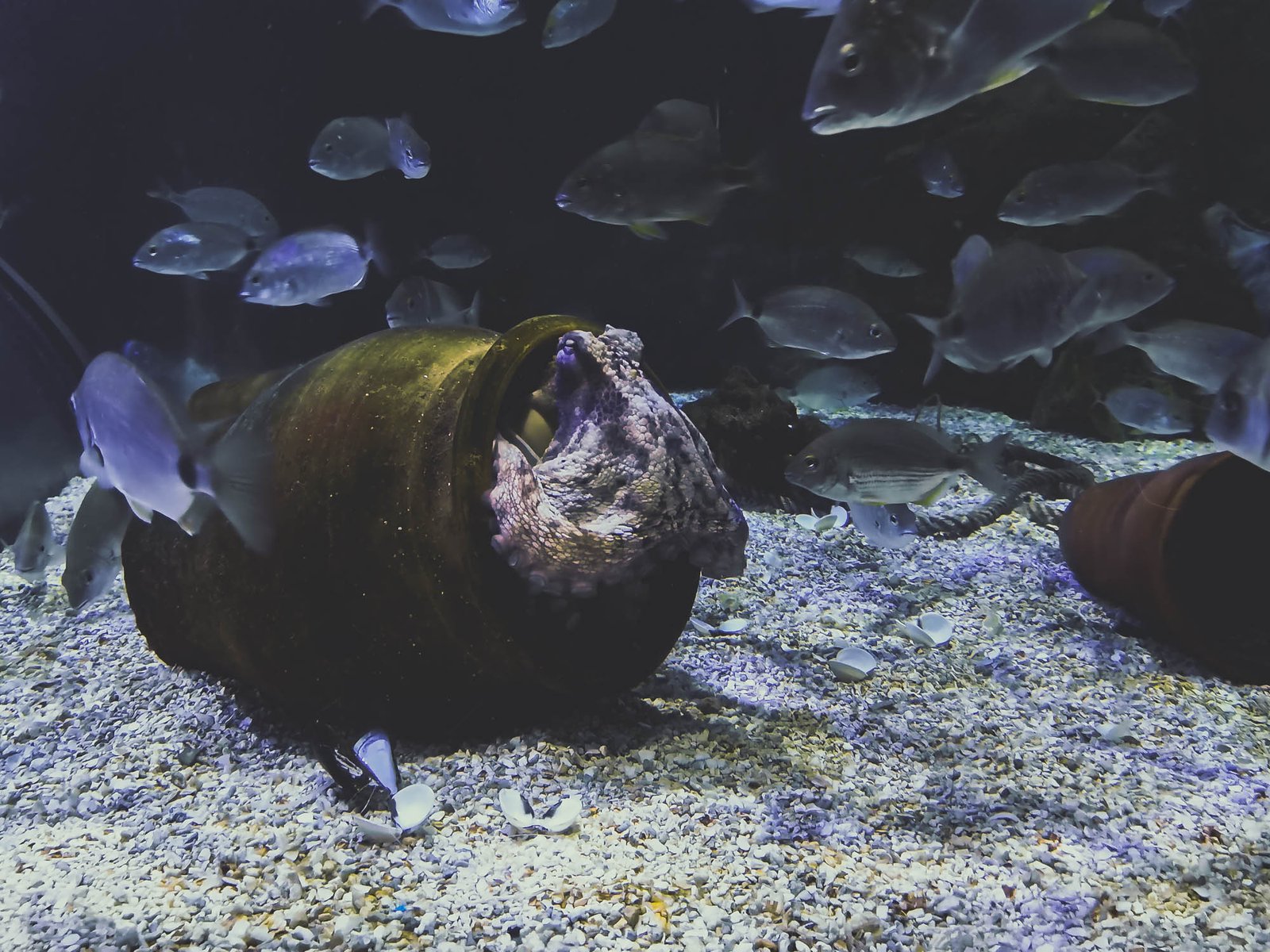 Common Octopus in Mediterranean Habitat Pavvilion in Oceanographic in Valencia, Spain