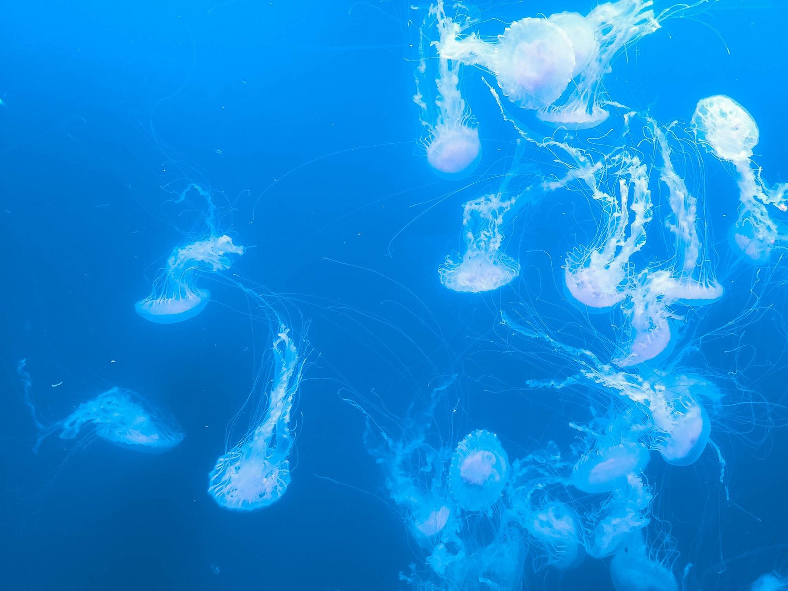 Jellyfish in The Oceanographic in Valencia, Spain