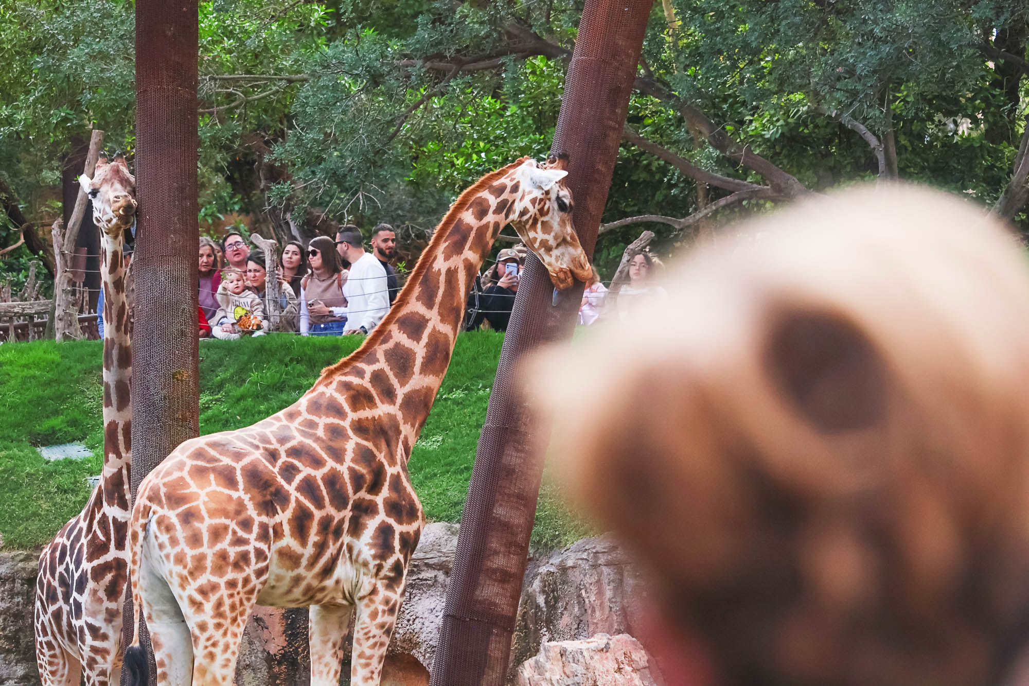 Visitors watching giraffes in the Bioparc (Bioparc Valencia) at the west end of the Turia Gardens (Jardín del Turia)