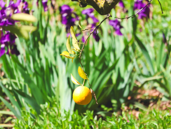 Citrus in Botanic Gardens "Jardín de l’Albarda", Denia, Spain
