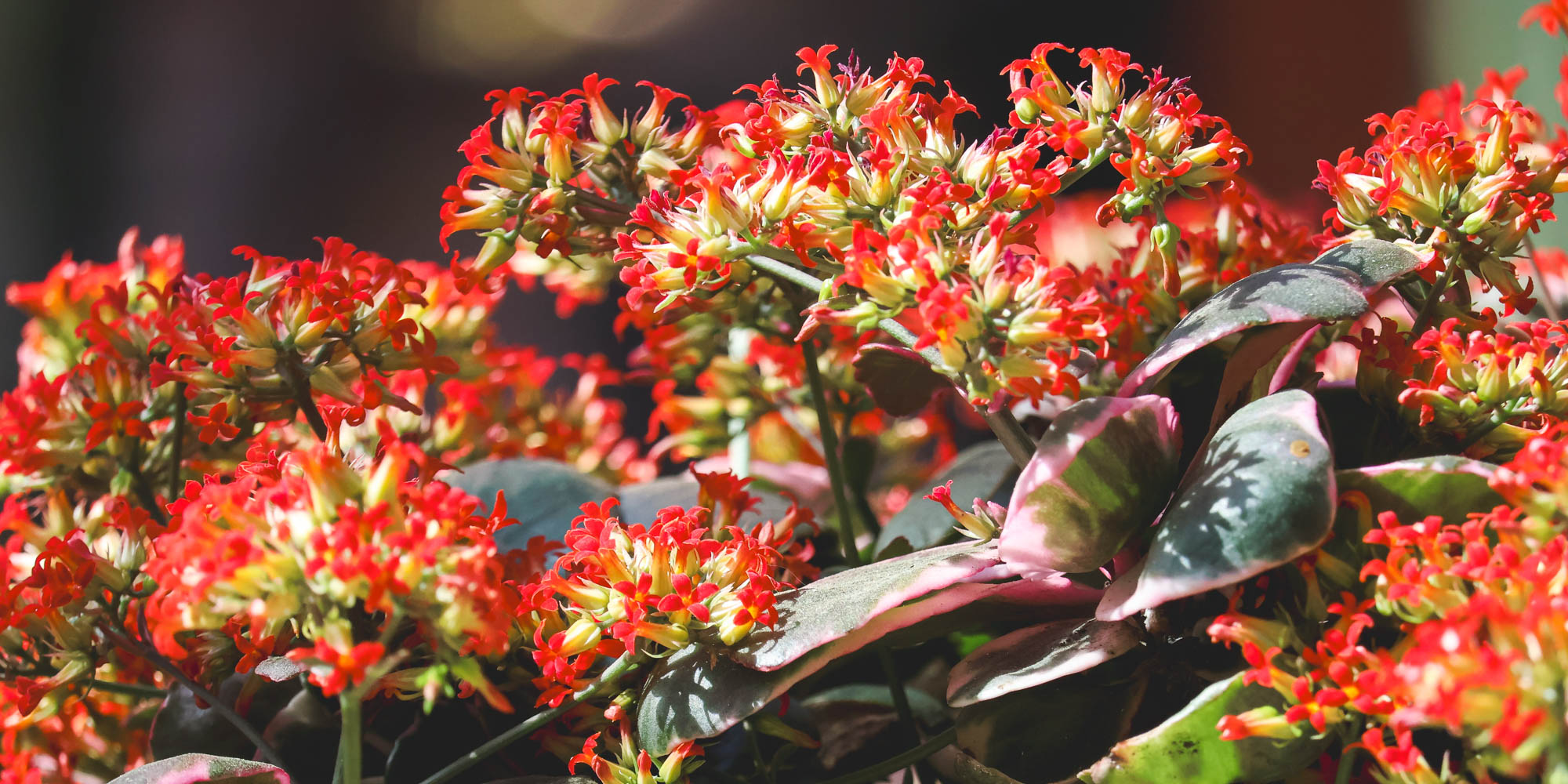 Flaming Katy in Botanic Gardens "Jardín de l’Albarda", Denia, Spain