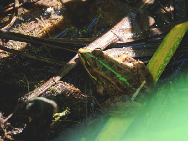 Frog in Botanic Gardens "Jardín de l’Albarda", Denia, Spain
