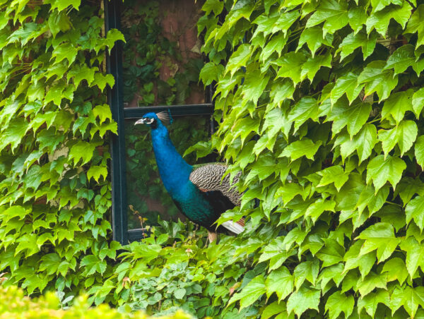 Peacock in Botanic Gardens "Jardín de l’Albarda", Denia, Spain