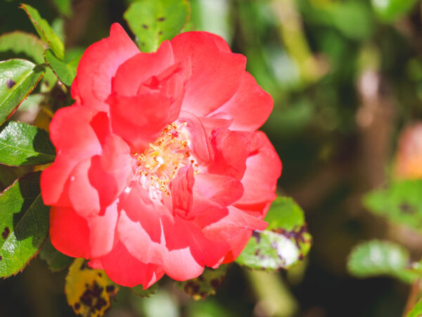 Rose in Botanic Gardens "Jardín de l’Albarda", Denia, Spain