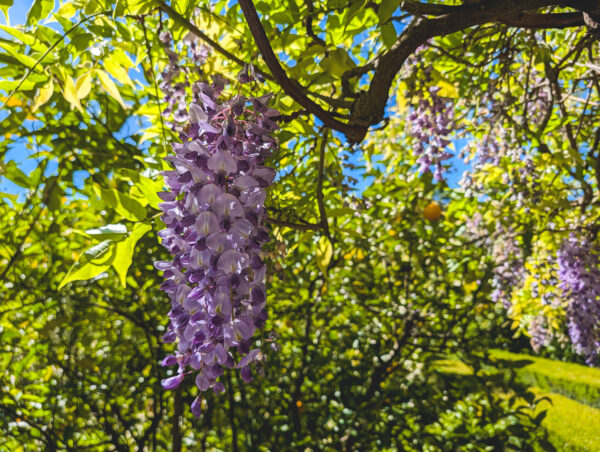 Wisteria in Botanic Gardens "Jardín de l’Albarda", Denia, Spain