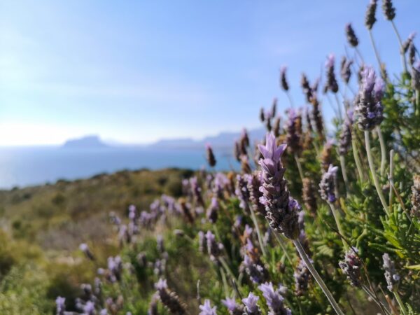 Lavender on Cap d'Or above the sea with the Peñón de Ifach behind, Moraira